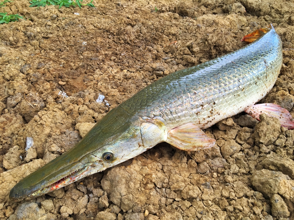 南米アマゾン世界最大の古代魚ピラルクをタイ バンコクから釣りに出る 断捨離が行き過ぎて家まで無くなった話